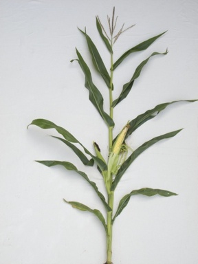 Maize plant